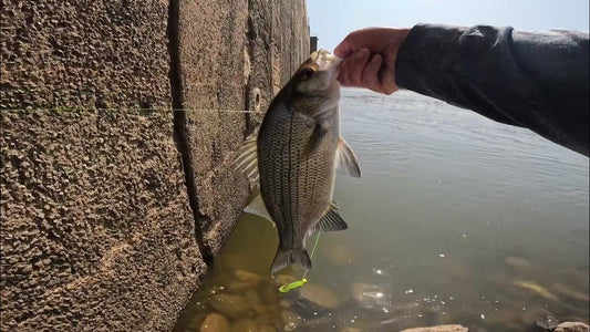 Double Trouble – How to Fish 2 Jigheads on a 3-Way Rig