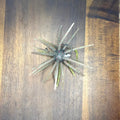 Coike-style soft plastic on an Upgrade hook, top view – USA-made fishing tackle