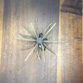 Elaztech/TPE urchin-style bait rigged on a belly-weighted Upgrade Hover Hook